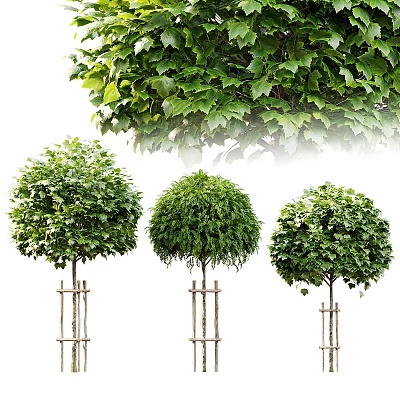 Three Globular Arbor Trees with Staked Trunks and Lush Green Foliage 3d model