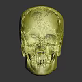 Anatomical Skull Model With Colored Sections For Medical Education And Study 3d model