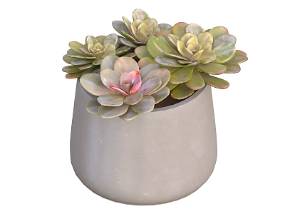 Succulent Potted Plant with Green Leaves and Pink Center in Gray Cement Pot 3d model