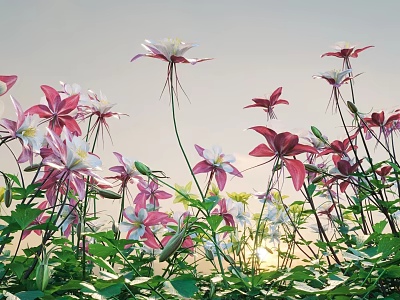 Blooming Pink And White Flowers With Lush Green Leaves In Natural Garden Setting 3d model