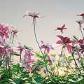 Blooming Pink And White Flowers With Lush Green Leaves In Natural Garden Setting