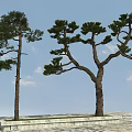 Tall Pine Trees With Green Foliage On Stone Base Under Blue Sky 3d model