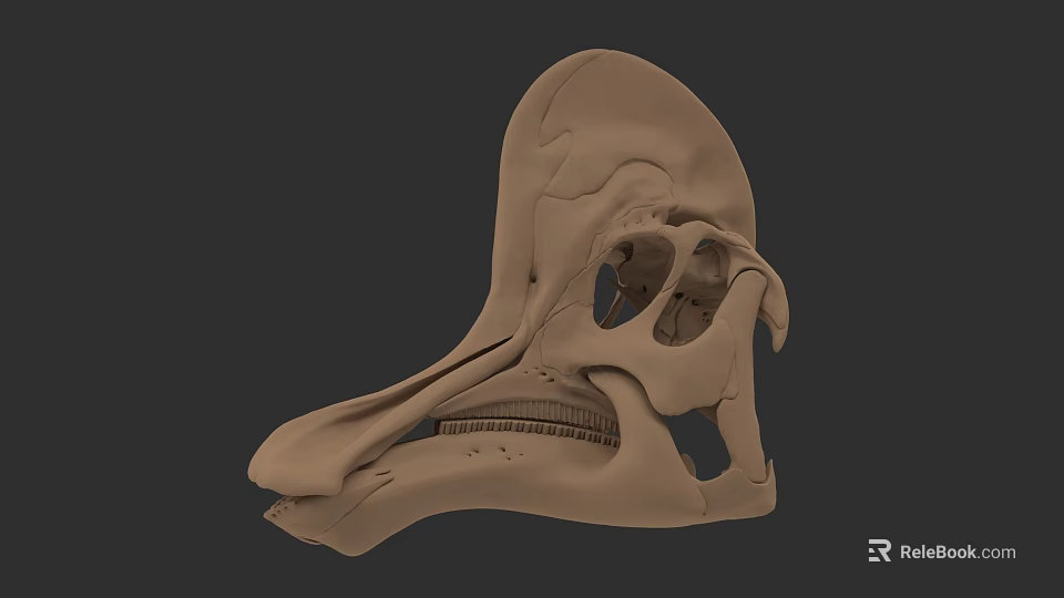 Detailed 3D Rendered Reptile Skull Anatomical Structure On Dark Background 3d model 