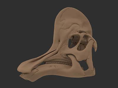 Detailed 3D Rendered Reptile Skull Anatomical Structure On Dark Background 3d model