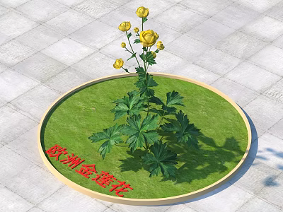 Yellow European Globeflower Plant With Green Leaves On Circular Grass Patch 3d model