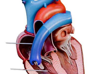 Organ System Heart Anatomical Structure Featuring Internal Vessels And Chambers 3d model
