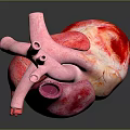 Realistic 3D Anatomical Model of Human Heart Organ with Hair Structure Details