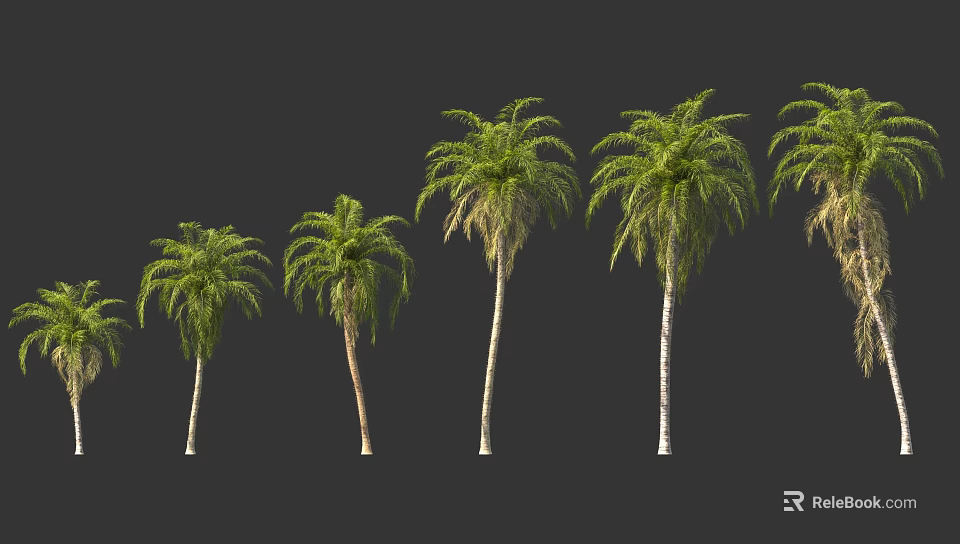 Different Palm Tree Varieties with Green Fronds and Tall Trunks 3d model