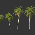 Different Palm Tree Varieties with Green Fronds and Tall Trunks 3d model