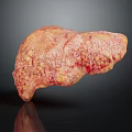 Realistic Human Liver Organ Anatomy Model With Detailed Texture And Pinkish Appearance