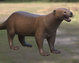 Omot Sea Otter Tooth Animal 3d model