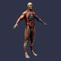 Game and Movie Character 3D Rendered Model with Human Anatomy Muscle and Internal Organ Details