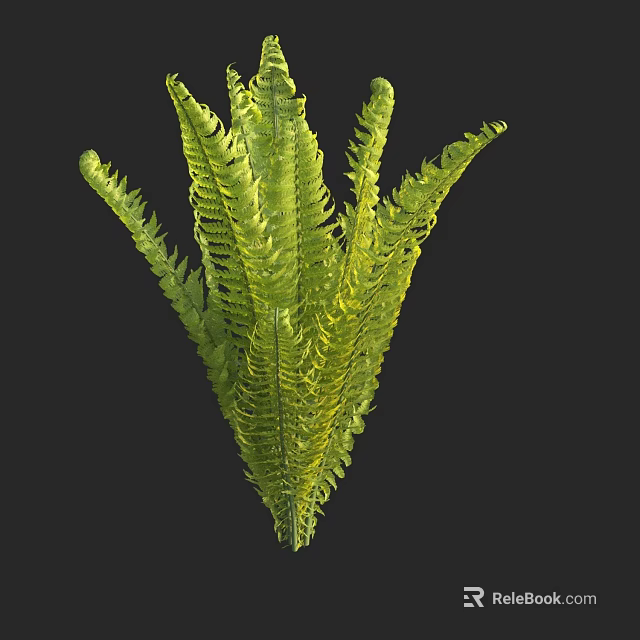 Lush Green Fern Plant With Feathery Fronds And Vibrant Foliage 3d model 
