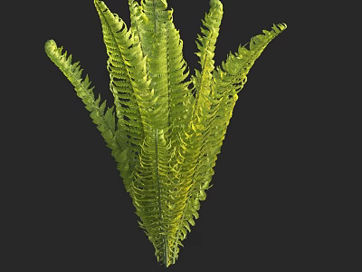 Lush Green Fern Plant With Feathery Fronds And Vibrant Foliage 3d model