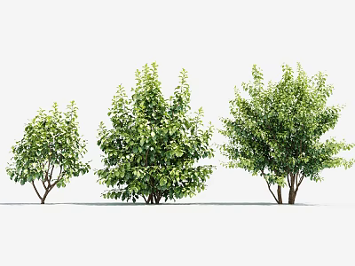 Group of Arbor Trees With Lush Green Leaves And Strong Natural Trunks 3d model