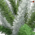Green and Silver Leaf Shrubs with Lush Foliage for Garden Landscaping Design