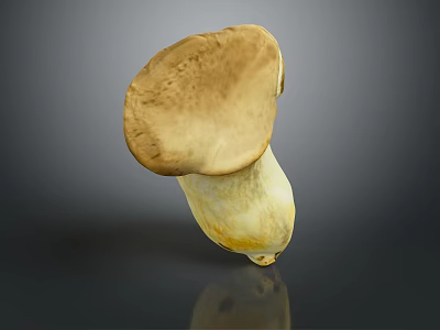 Fresh Brown Cap Mushroom With White Stem On Dark Reflective Background 3d model