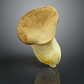 Fresh Brown Cap Mushroom With White Stem On Dark Reflective Background