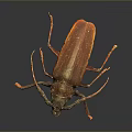 Reddish Brown Beetle With Long Antennae And Orange Legs On Dark Background