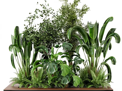 Various Green Plants with Large Leaves Ferns Small Leaf Shrubs Lush Arrangement on Wooden Platform 3d model