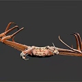 Vibrant Red King Crab With Long Legs And Orange Shell On Gray Background 3d model