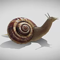 Brown and Yellow Striped Snail With Spiral Shell and Antennae on White Background