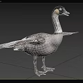 Waterfowl Goose With Black And White Striped Feathers Spreading Wings On Grassland And Trees