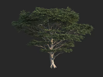 Arbor With Lush Green Foliage Tall Trunk And Natural Growth Structure 3d model