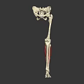Human Leg Skeleton Muscles Anatomical Structure 3D Rendering Educational Model