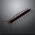 Red Centipede 3D Model With Segmented Body And Long Legs On Gray Background 3d model