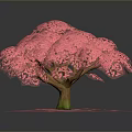 Beautiful Pink Flowering Arbor With Lush Canopy And Scattered Petals On Dark Background