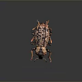 Closeup View Of Spotted Beetle With Textured Exoskeleton And Long Orange Legs