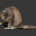 Brown Tabby Cat Sitting Looking Down On Dark Reflective Surface 3d model