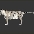 Modern Tiger White Tiger Fierce Tiger 3d model