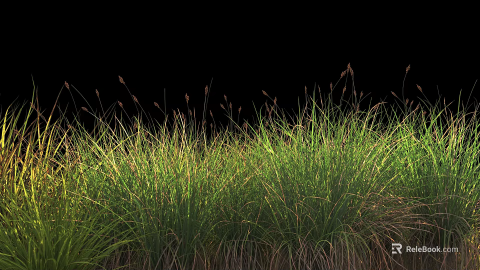 Lush Green Grass With Natural Tall Blades Growing Against Black Background 3d model 