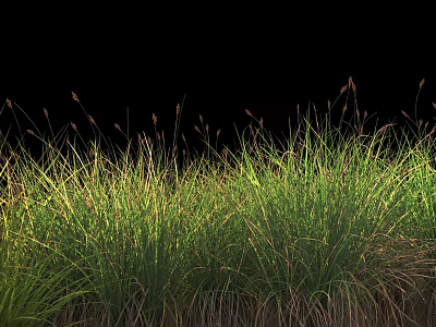 Lush Green Grass With Natural Tall Blades Growing Against Black Background 3d model