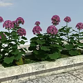 Vibrant Pink Hydrangea Flowers With Lush Green Leaves On Stone Slab Under Blue Sky