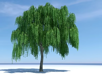 Weeping Willow Tree With Green Hanging Branches Under Blue Sky 3d model