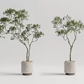 Two Potted Bonsai Trees With Green Leaves Dark Trunk In Gray Concrete Pot