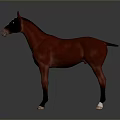 Chestnut Red Horse With White Face And Hooves Standing On Gray Background