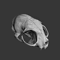 Detailed Animal Skull Anatomical Structure Displayed Against Green Background 3d model