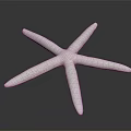 Detailed White Textured Starfish Isolated On Dark Background 3d model