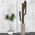 Tall Potted Dracaena with Long Green Leaves and Cactus in Striped Pot for Modern Interior