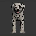 Dalmation Puppy With Black Spots On White Coat Standing On Shiny Black Surface