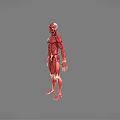 Medical Device Human Muscle Anatomy 3D Model Educational Visualization Tool 3d model