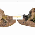 Rustic Stone Wood Tree Stumps With Exposed Roots Green Moss And Natural Stones