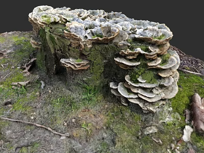 Botanical Painting Featuring Tree Stump with Lush Mushrooms Green Moss and Fallen Leaves 3d model