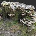 Botanical Painting Featuring Tree Stump with Lush Mushrooms Green Moss and Fallen Leaves