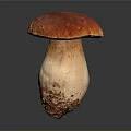 Fresh Red Cap Mushroom with Light Colored Stem on Dark Background 3d model