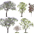 Various Ornamental Trees Featuring Purple Blossoms Green Leaves and Different Foliage